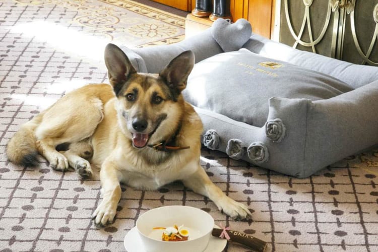 Very pet friendly